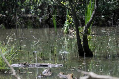 Durgun suyun yakınındaki bir dala tünemiş kuş, sakin bir doğal ortamda yemyeşil bitki örtüsüyle çevrili.