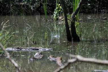 Durgun suyun yakınındaki bir dala tünemiş kuş, sakin bir doğal ortamda yemyeşil bitki örtüsüyle çevrili.