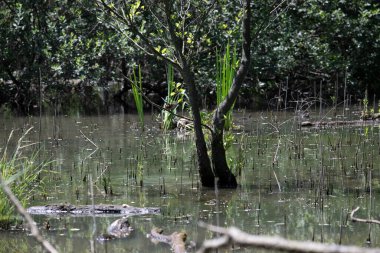 Durgun suyun yakınındaki bir dala tünemiş kuş, sakin bir doğal ortamda yemyeşil bitki örtüsüyle çevrili.