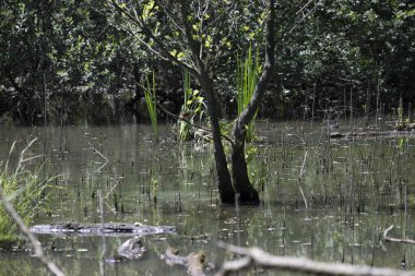 Durgun suyun yakınındaki bir dala tünemiş kuş, sakin bir doğal ortamda yemyeşil bitki örtüsüyle çevrili.