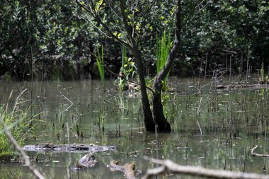 Durgun suyun yakınındaki bir dala tünemiş kuş, sakin bir doğal ortamda yemyeşil bitki örtüsüyle çevrili.