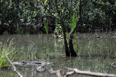 Durgun suyun yakınındaki bir dala tünemiş kuş, sakin bir doğal ortamda yemyeşil bitki örtüsüyle çevrili.