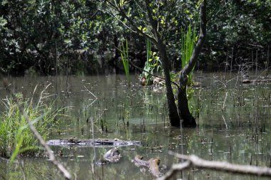 Durgun suyun yakınındaki bir dala tünemiş kuş, sakin bir doğal ortamda yemyeşil bitki örtüsüyle çevrili.