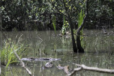 Durgun suyun yakınındaki bir dala tünemiş kuş, sakin bir doğal ortamda yemyeşil bitki örtüsüyle çevrili.