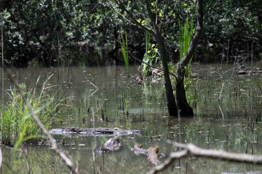 Durgun suyun yakınındaki bir dala tünemiş kuş, sakin bir doğal ortamda yemyeşil bitki örtüsüyle çevrili.