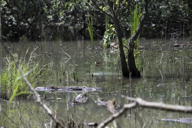 Durgun suyun yakınındaki bir dala tünemiş kuş, sakin bir doğal ortamda yemyeşil bitki örtüsüyle çevrili.