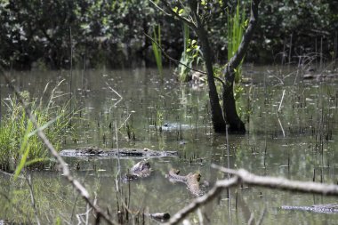 Durgun suyun yakınındaki bir dala tünemiş kuş, sakin bir doğal ortamda yemyeşil bitki örtüsüyle çevrili.