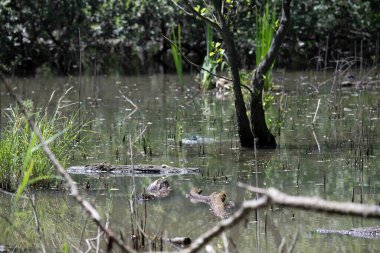 Durgun suyun yakınındaki bir dala tünemiş kuş, sakin bir doğal ortamda yemyeşil bitki örtüsüyle çevrili.
