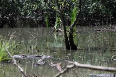 Durgun suyun yakınındaki bir dala tünemiş kuş, sakin bir doğal ortamda yemyeşil bitki örtüsüyle çevrili.