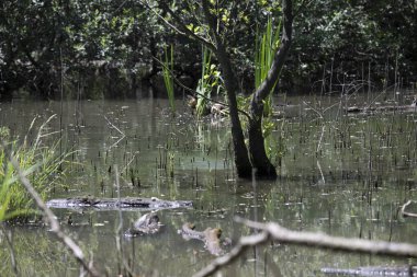 Durgun suyun yakınındaki bir dala tünemiş kuş, sakin bir doğal ortamda yemyeşil bitki örtüsüyle çevrili.
