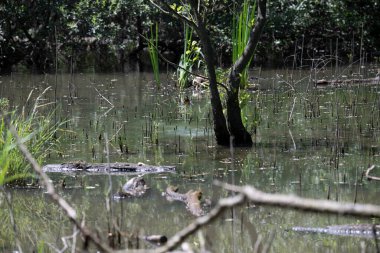 Durgun suyun yakınındaki bir dala tünemiş kuş, sakin bir doğal ortamda yemyeşil bitki örtüsüyle çevrili.