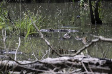 Durgun suyun yakınındaki bir dala tünemiş kuş, sakin bir doğal ortamda yemyeşil bitki örtüsüyle çevrili.