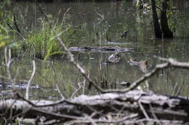 Durgun suyun yakınındaki bir dala tünemiş kuş, sakin bir doğal ortamda yemyeşil bitki örtüsüyle çevrili.
