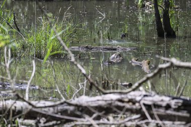 Durgun suyun yakınındaki bir dala tünemiş kuş, sakin bir doğal ortamda yemyeşil bitki örtüsüyle çevrili.