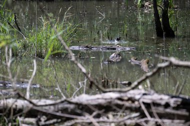 Durgun suyun yakınındaki bir dala tünemiş kuş, sakin bir doğal ortamda yemyeşil bitki örtüsüyle çevrili.