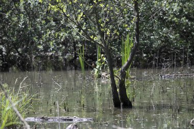 Durgun suyun yakınındaki bir dala tünemiş kuş, sakin bir doğal ortamda yemyeşil bitki örtüsüyle çevrili.