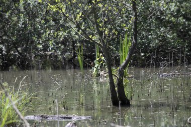 Durgun suyun yakınındaki bir dala tünemiş kuş, sakin bir doğal ortamda yemyeşil bitki örtüsüyle çevrili.
