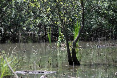 Durgun suyun yakınındaki bir dala tünemiş kuş, sakin bir doğal ortamda yemyeşil bitki örtüsüyle çevrili.