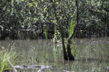 Durgun suyun yakınındaki bir dala tünemiş kuş, sakin bir doğal ortamda yemyeşil bitki örtüsüyle çevrili.