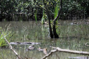 Durgun suyun yakınındaki bir dala tünemiş kuş, sakin bir doğal ortamda yemyeşil bitki örtüsüyle çevrili.