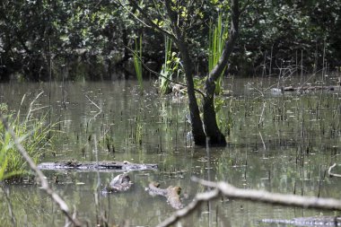 Durgun suyun yakınındaki bir dala tünemiş kuş, sakin bir doğal ortamda yemyeşil bitki örtüsüyle çevrili.