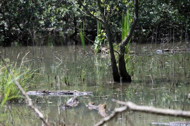 Durgun suyun yakınındaki bir dala tünemiş kuş, sakin bir doğal ortamda yemyeşil bitki örtüsüyle çevrili.