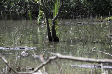 Durgun suyun yakınındaki bir dala tünemiş kuş, sakin bir doğal ortamda yemyeşil bitki örtüsüyle çevrili.