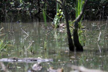 Durgun suyun yakınındaki bir dala tünemiş kuş, sakin bir doğal ortamda yemyeşil bitki örtüsüyle çevrili.