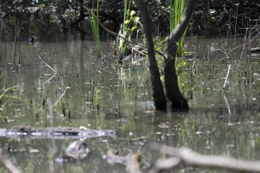 Durgun suyun yakınındaki bir dala tünemiş kuş, sakin bir doğal ortamda yemyeşil bitki örtüsüyle çevrili.