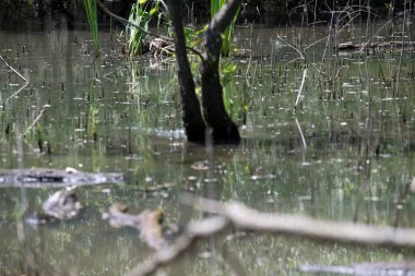Durgun suyun yakınındaki bir dala tünemiş kuş, sakin bir doğal ortamda yemyeşil bitki örtüsüyle çevrili.