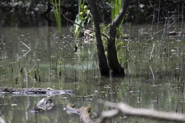 Durgun suyun yakınındaki bir dala tünemiş kuş, sakin bir doğal ortamda yemyeşil bitki örtüsüyle çevrili.