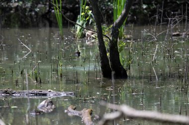 Durgun suyun yakınındaki bir dala tünemiş kuş, sakin bir doğal ortamda yemyeşil bitki örtüsüyle çevrili.