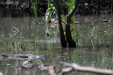 Durgun suyun yakınındaki bir dala tünemiş kuş, sakin bir doğal ortamda yemyeşil bitki örtüsüyle çevrili.