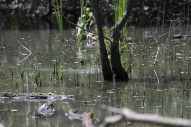 Durgun suyun yakınındaki bir dala tünemiş kuş, sakin bir doğal ortamda yemyeşil bitki örtüsüyle çevrili.