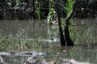 Durgun suyun yakınındaki bir dala tünemiş kuş, sakin bir doğal ortamda yemyeşil bitki örtüsüyle çevrili.