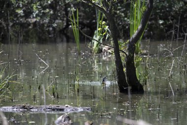 Durgun suyun yakınındaki bir dala tünemiş kuş, sakin bir doğal ortamda yemyeşil bitki örtüsüyle çevrili.