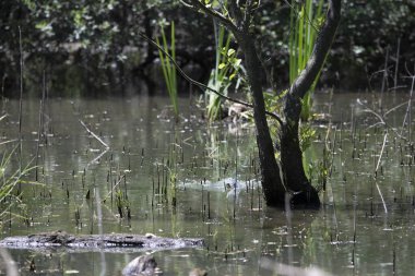 Durgun suyun yakınındaki bir dala tünemiş kuş, sakin bir doğal ortamda yemyeşil bitki örtüsüyle çevrili.