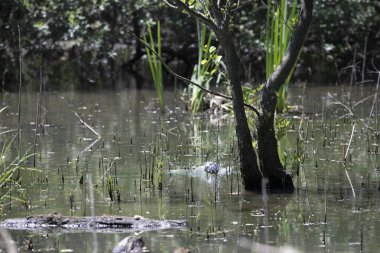Durgun suyun yakınındaki bir dala tünemiş kuş, sakin bir doğal ortamda yemyeşil bitki örtüsüyle çevrili.