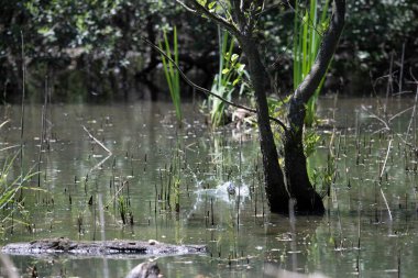 Durgun suyun yakınındaki bir dala tünemiş kuş, sakin bir doğal ortamda yemyeşil bitki örtüsüyle çevrili.