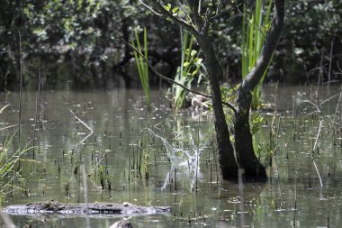 Durgun suyun yakınındaki bir dala tünemiş kuş, sakin bir doğal ortamda yemyeşil bitki örtüsüyle çevrili.