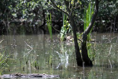 Durgun suyun yakınındaki bir dala tünemiş kuş, sakin bir doğal ortamda yemyeşil bitki örtüsüyle çevrili.