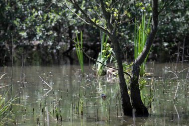 Durgun suyun yakınındaki bir dala tünemiş kuş, sakin bir doğal ortamda yemyeşil bitki örtüsüyle çevrili.