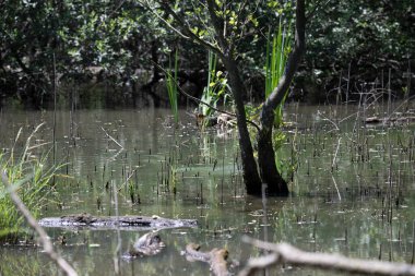 Durgun suyun yakınındaki bir dala tünemiş kuş, sakin bir doğal ortamda yemyeşil bitki örtüsüyle çevrili.