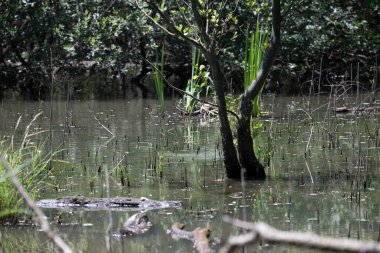 Durgun suyun yakınındaki bir dala tünemiş kuş, sakin bir doğal ortamda yemyeşil bitki örtüsüyle çevrili.