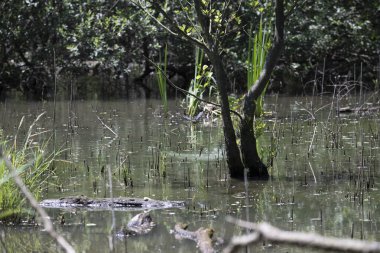 Durgun suyun yakınındaki bir dala tünemiş kuş, sakin bir doğal ortamda yemyeşil bitki örtüsüyle çevrili.