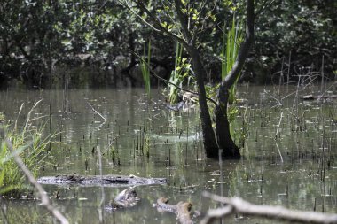 Durgun suyun yakınındaki bir dala tünemiş kuş, sakin bir doğal ortamda yemyeşil bitki örtüsüyle çevrili.