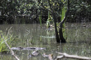 Durgun suyun yakınındaki bir dala tünemiş kuş, sakin bir doğal ortamda yemyeşil bitki örtüsüyle çevrili.