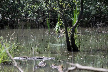 Durgun suyun yakınındaki bir dala tünemiş kuş, sakin bir doğal ortamda yemyeşil bitki örtüsüyle çevrili.