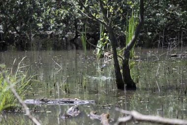 Durgun suyun yakınındaki bir dala tünemiş kuş, sakin bir doğal ortamda yemyeşil bitki örtüsüyle çevrili.