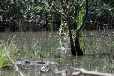 Durgun suyun yakınındaki bir dala tünemiş kuş, sakin bir doğal ortamda yemyeşil bitki örtüsüyle çevrili.